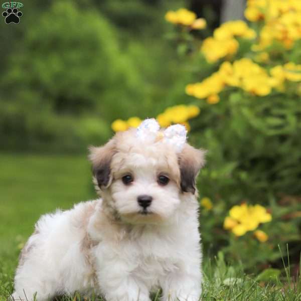 Avery, Maltipoo Puppy